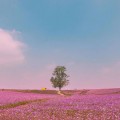 待君归来